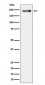 Anti-Phospho-LRP6 (S1490) Rabbit Monoclonal Antibody